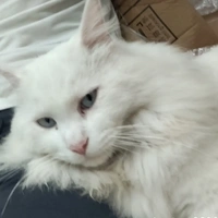 hely(mèo)