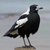 kisu