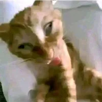 Người lười đạt giải của năm