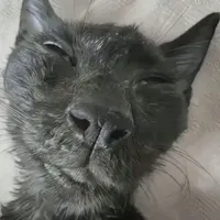Mèo cưng ❤️❤️❤️