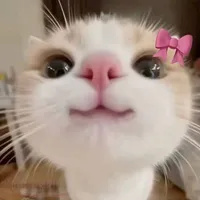 All bot