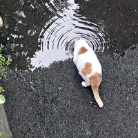 🐱