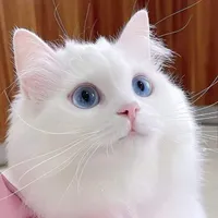 Bé Neko