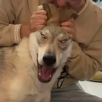 Roki