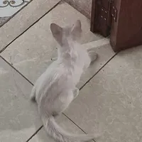 Bông bel