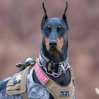 🐕chó quân k9