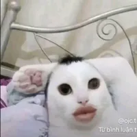 tác giả cuto