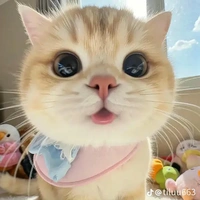 Mập T/G