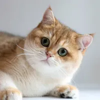 Mimi