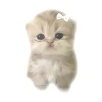 Y/N