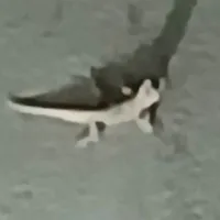 tắc kè bám dính