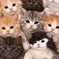 Mèo connn