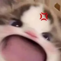 hệ thống mèo báo🐱