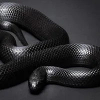 Yin