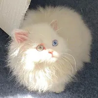 𝐍𝐕𝐏