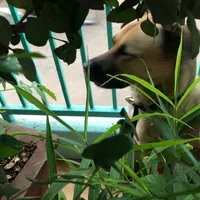 Lại là tác giả đây🌷🌷