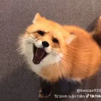 sói con ngơ ngác (tác giả)