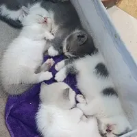 All (trừ ai thì trừ)