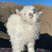 Hệ thống Cừu🐑