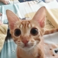 tác giả
