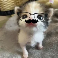 bêo meo meooo