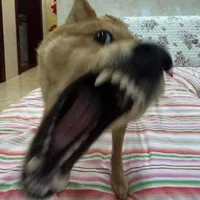 Tèow / Cậu Vàng