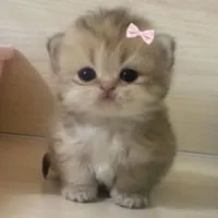 t/g lụy btt/Lưu Y Ngọc