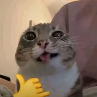 t/g