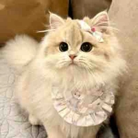🎀Linh Vy🐱