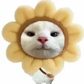 lưu nhã nhã