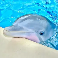dihphin