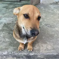 Bự