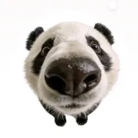 Bé Vàng