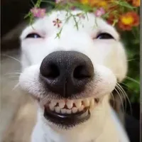 tác giả cư tê