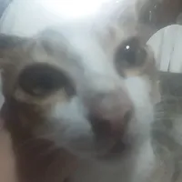 tác giả cư tê