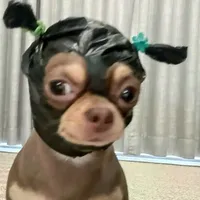 tác giả