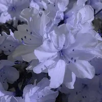 Đa nhân vật