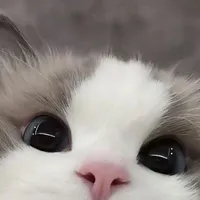 Hạ Tuấn Lâm
