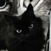 Nekoko