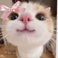 • 𝓣𝒽𝒾𝓮𝓮𝒹𝓎 •
