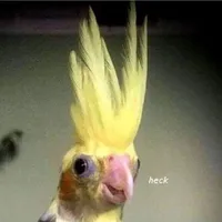 T/G