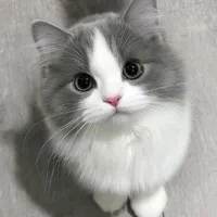 mèo Chi