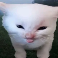 tác giả nề