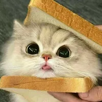 Mèo Bánh