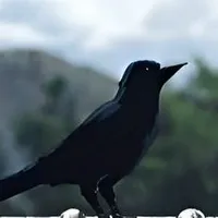Kabumararu