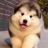 mimi(chó của cô)