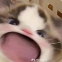 Lany (cốt t/g)