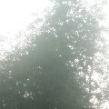 cả 3 (thụ)