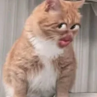 Hệ thống 452-Rin