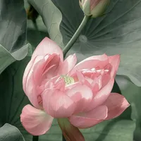 tác gải
